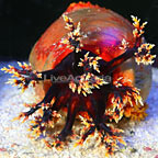 Sea Apple, Australian