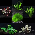 Aquatic Life Pack - 26 Gallon Freshwater Plant