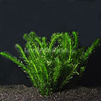 Submerged Aquatic Plants: Oxygenating Plant Species for Ponds