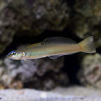 Green Silk Gudgeon Dartfish