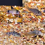 LiveAquaria® Premium Corydora Freshwater Fish Packs