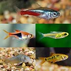 LiveAquaria® Premium Rasbora Buddy Freshwater Packs