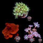 LiveAquaria® CCGC Aquacultured Coral Frag 3 Pack 