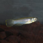 Red Neon Blue Eye Rainbowfish