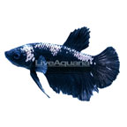 Samurai Betta, Male