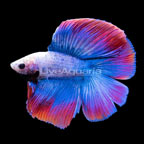 Halfmoon Double Tail Betta 