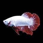 Snow White Halfmoon Plakat Betta, Male (Red Dragon HMPK)
