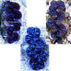 Red Sea Maxima Clam Blue, Aquacultured