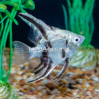 LiveAquaria® Captive Bred Panda Angelfish