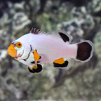 Captive-Bred Platinum Percula Clownfish