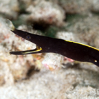 Black Ribbon Eel