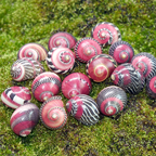 Red Racer Nerite Snails