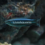  Four Line Cleaner Wrasse