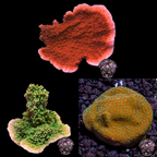 LiveAquaria® Montipora Coral Pack