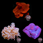 LiveAquaria® Red, White, and Blue Coral Pack