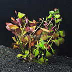 Ludwigia - Broad