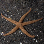 Green Sea Star