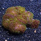 Hairy Mushroom Coral