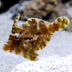 Aiptasia eating Filefish