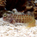 Segmented Sailfin Blenny