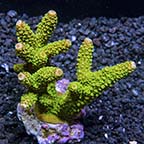 Acropora nobilis - Bali Maricultured