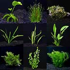 Aquarium Plant Pack - Mega