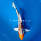 Kujaku High Quality Koi, Japan Strain