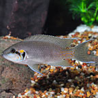 Brichardi Cichlid, Albino