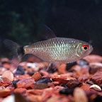 Red Eye Tetra