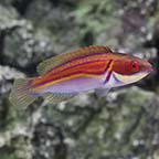 Labout's Fairy Wrasse