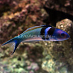 Bluehead Wrasse