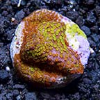 LiveAquaria® CCGC Aquacultured Rainbow Montipora Coral