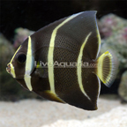 Gray (Black) Angelfish 