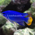 Orangetail Blue Damselfish 