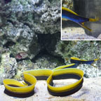 Ribbon Eel, Blue