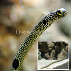 Garden Eel 