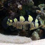 Leaflip Grouper 