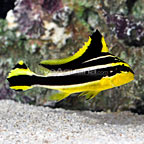 Striped Sweetlips