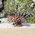 Volitan Lionfish, Colored