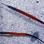 Janss' Pipefish 