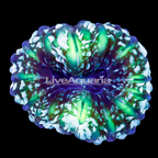 Green Cynarina Button Coral