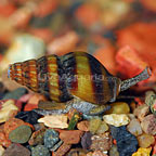 Assassin Snail