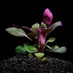 Cardinal Plant, Lobelia cardinalis 