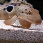 Epaulette Shark 