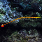 Yellow Multibanded Pipefish