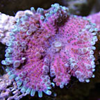 Flower / Ricordea Mushroom, Purple