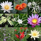 8 x 10 Tropical Sun Pond Plant Variety Pack