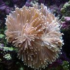 Ritteri Anemone 