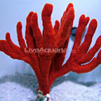 Tree Sponge 