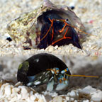 Dwarf Zebra Hermit Crab 